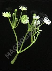 ***Добавка для букетов белый цветочек, пластмас 9,5 см
