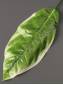 Лист фикуса крупнолистного молодая зелень 20/37 см.