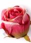 Москва Розы Европейка с пеной 7 см(крас,оран,роз, чайн,сирен)
