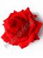 ***/Роза бархатная высокая 6сл., 14 см (К) Красный