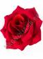 Роза Мери темно-красный бархат 5сл 13см/К