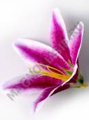 Насадка лилия раскрытая 14 см (без пестиков, см 2200, 2209)хлопок (бел,крас, син,роз, сирен,желт)