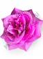 Пионовидная роза 7сл 13.5см (бел крас син сир роз жел)