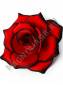 Роза бархатная красная тонированная 4слоя 14.5 см/К