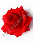 ***Роза высокая бархат 6сл 14см (красный)/К