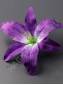 Лилия раскрытая хлопок 20см (крас борд роз лайм мол бел) (тычинка см 2200)