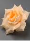 Роза Мери неткан 4сл. 11см. (бел крас гол сир роз перс оран микс)