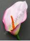 Калла Белокрыльник 10см (роз крас гол фиол оран бел) (пестик см 2202,2212c)