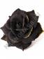 Роза бархатная черная с золотом 5 сл., 15,5 см(К) 