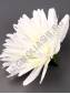 АКЦИЯ. Хризантема полураскрытая атлас 4сл 10см (бел жёл крас син сир роз)