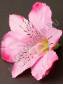 Лилия-орхидея хлопок 12см (крас бел роз лайм син оран сир)(тычинка см 2209, 2200)
