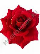 Роза темно-красная с золотом бархат 5сл 15.5см/К